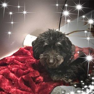 Meet your Posher, Judy